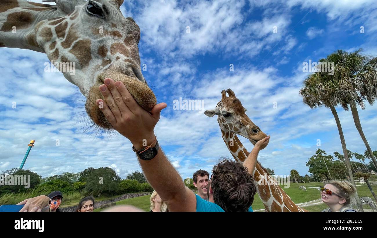 Tampa, FL USA - 11. November 2021: Eine Nahaufnahme einer Giraffe in einem Zoo, die darauf wartet, dass Besucher Salat füttern. Stockfoto