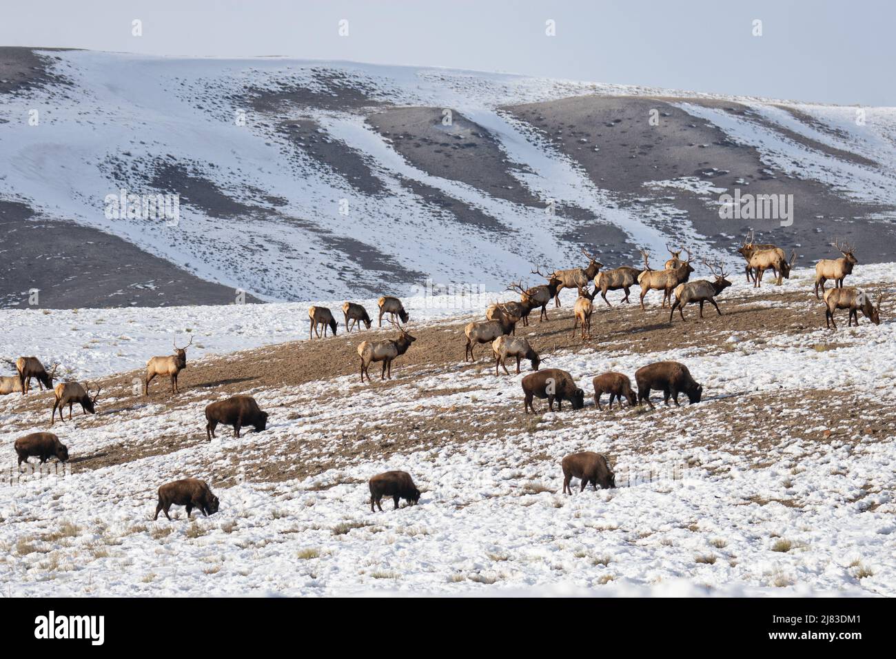 Im Spätswinter im National Elk Refuge werden Bisons, Elche und Pronghorn nebeneinander in der National Elk Refuge gesägt, 17. Februar 2022 in Jackson Hole, Wyoming. Stockfoto
