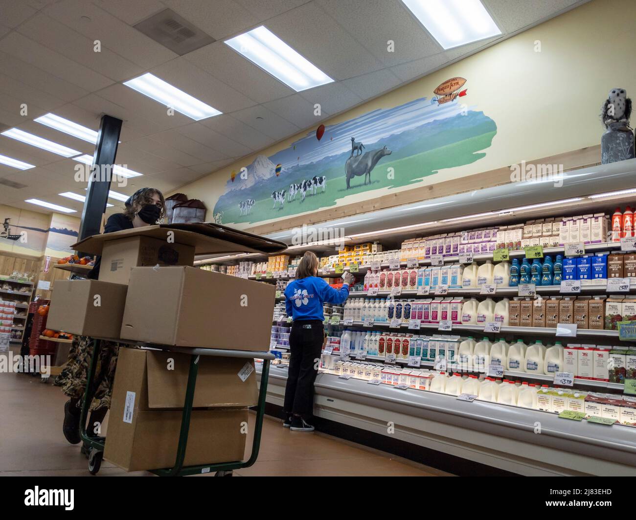 Kirkland, WA USA - ca. März 2022: Schräge Ansicht einer erwachsenen Arbeiterin in einem Supermarkt von Trader Joe, die die Milchabteilung auffüllte. Stockfoto