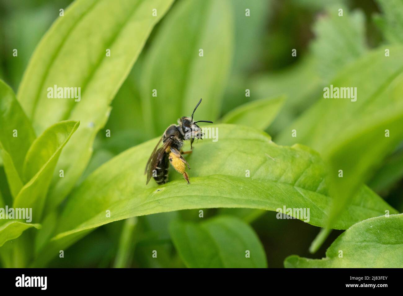 Schweißbiene (Halictus), Reinigung selbst, Solothurn, Schweiz-203244 Stockfoto