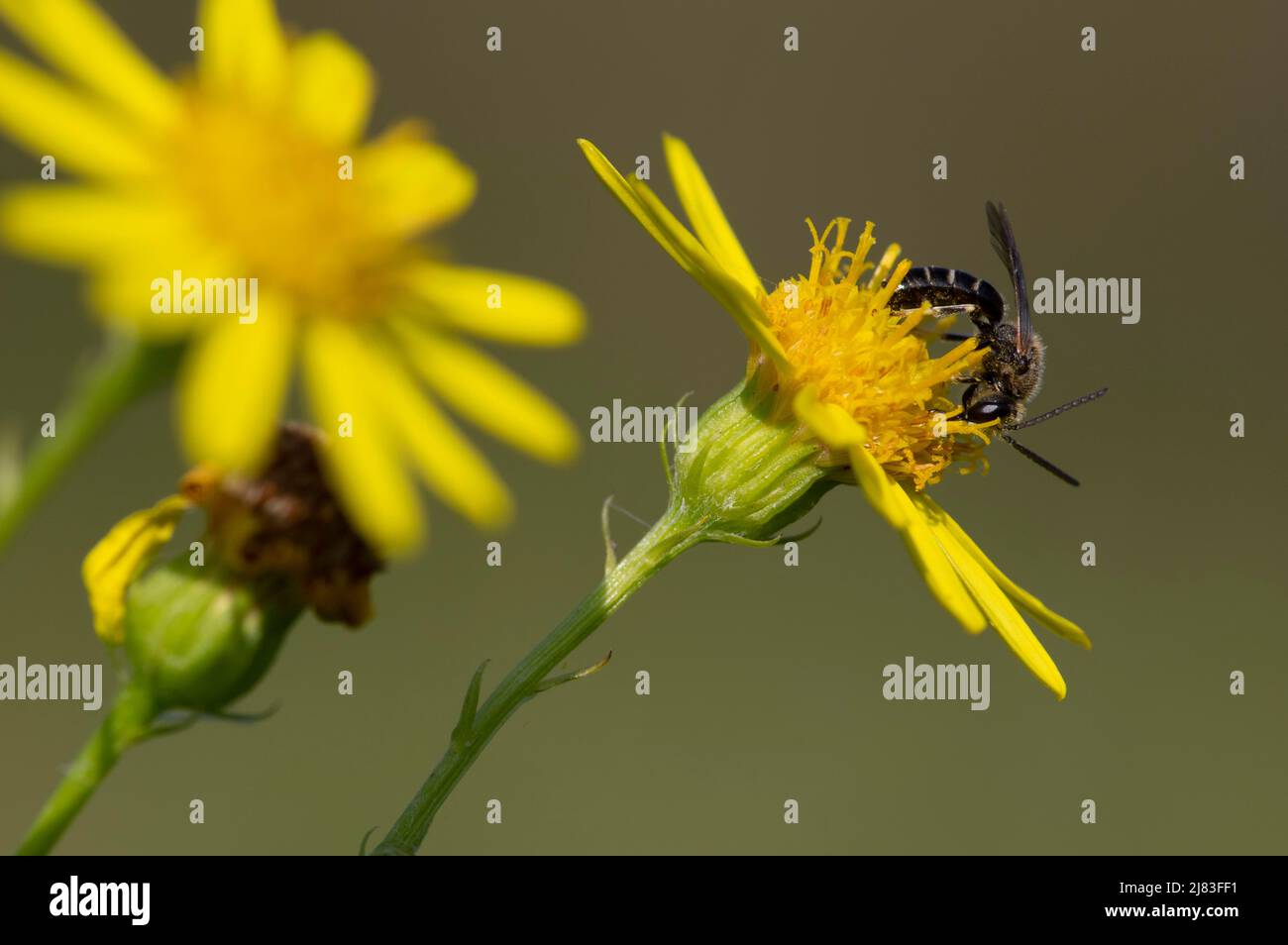 Schweißbiene (Lasioglossum), männlicher trinkender Nektar von Jakobsgras (Senecio jacobaea), Departement Haut-Rhin, Elsass, Frankreich Stockfoto