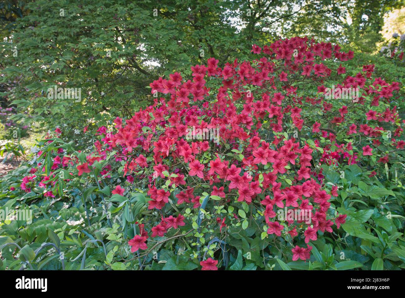Japanischer Azaleen-Muttertag (Rhododendron-Sorte), Emsland, Niedersachsen,  Deutschland Stockfotografie - Alamy