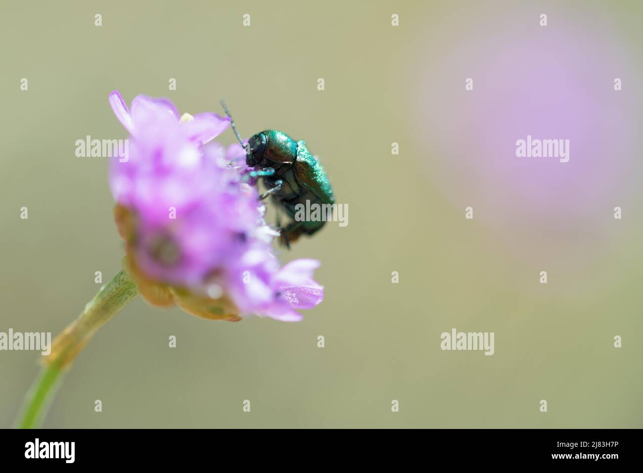 Grün-blauer Kasenträger (Cryptocephalus sericeus), über Blume kriechen und fressen, Allgäu, Bayern Stockfoto