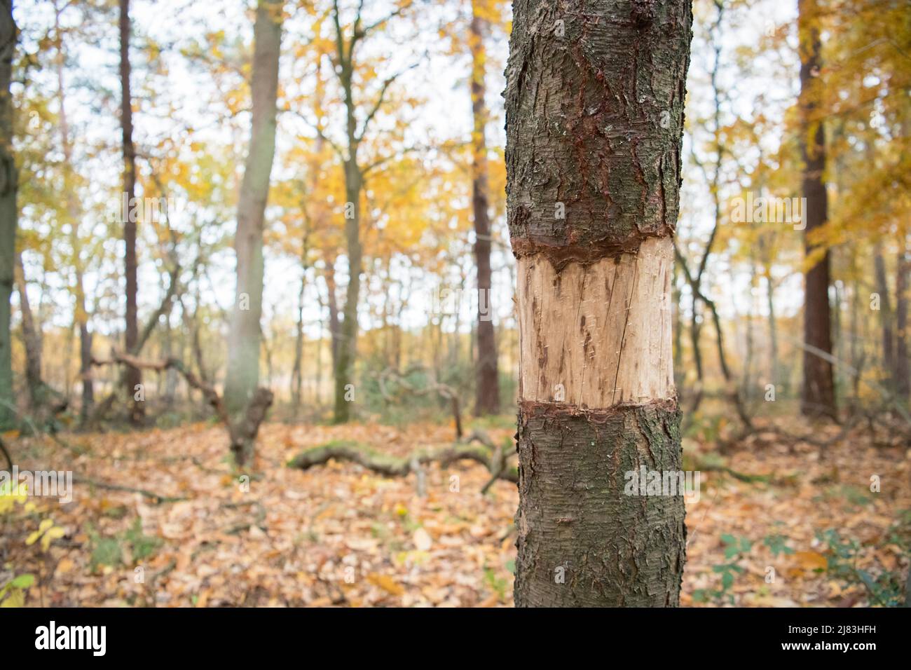 Im Nationalpark Eifel klingelt, gewellte Douglasie (Pseudotsuga menziesii), der nicht-einheimische Baum wird als Naturschutzmaßnahme getötet Stockfoto