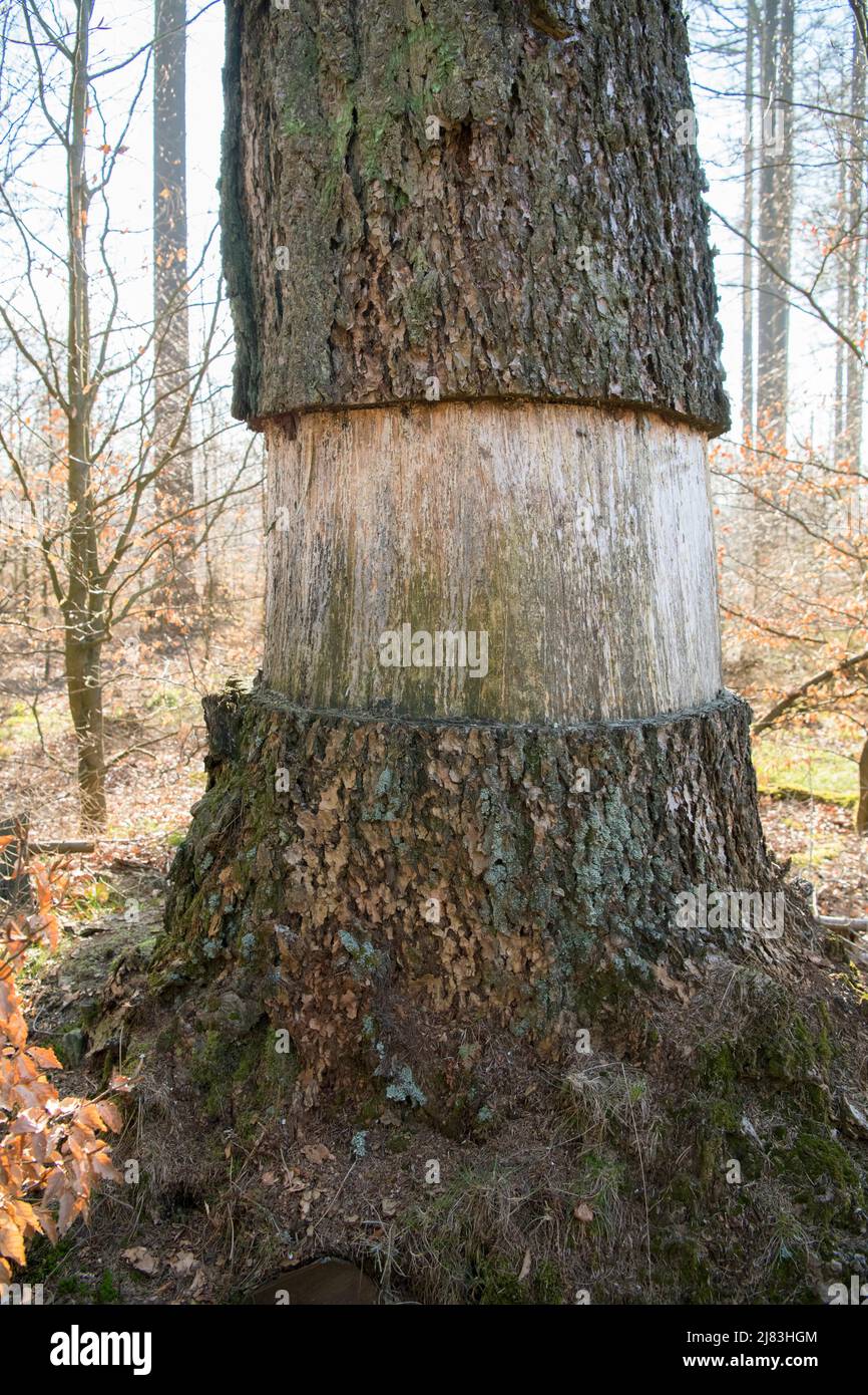 Im Nationalpark Eifel klingelt, gewellte Douglasie (Pseudotsuga menziesii), der nicht-einheimische Baum wird als Naturschutzmaßnahme getötet Stockfoto