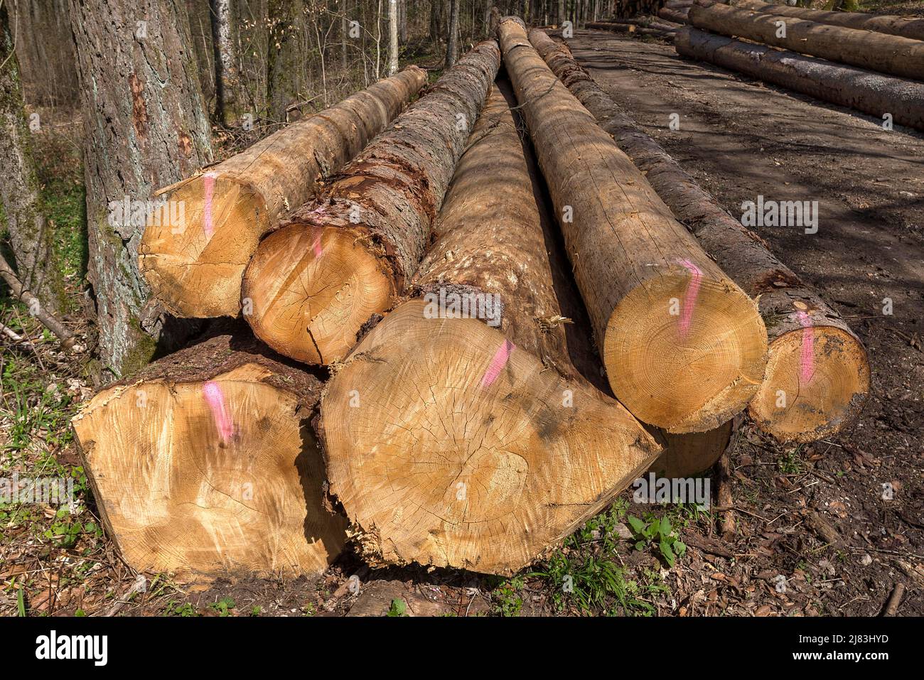 Gestapelte europäische Fichte (Picea abies) am Rande einer Forststraße, Franken, Bayern, Deutschland Stockfoto