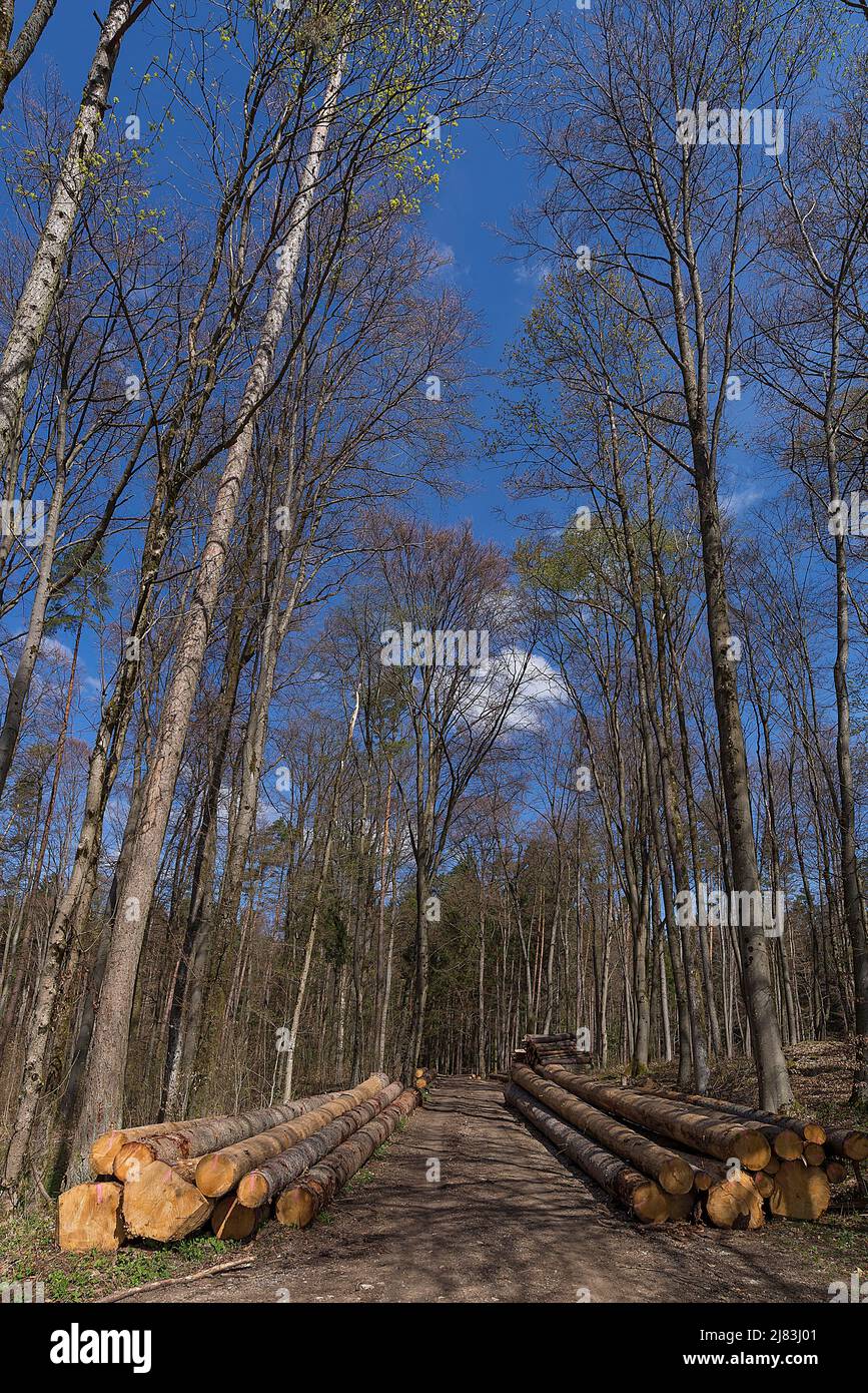 Gestapelte europäische Fichte (Picea abies) am Rande einer Forststraße, Franken, Bayern, Deutschland Stockfoto