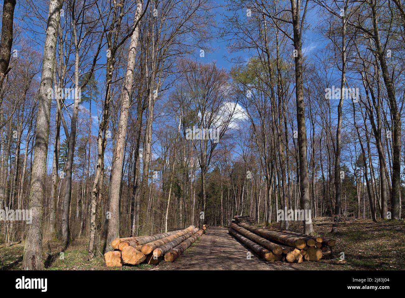 Gestapelte europäische Fichte (Picea abies) am Rande einer Forststraße, Franken, Bayern, Deutschland Stockfoto