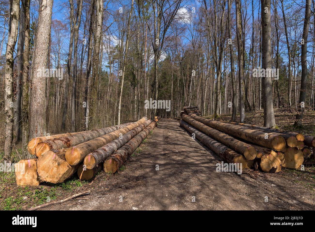 Gestapelte europäische Fichte (Picea abies) am Rande einer Forststraße, Franken, Bayern, Deutschland Stockfoto