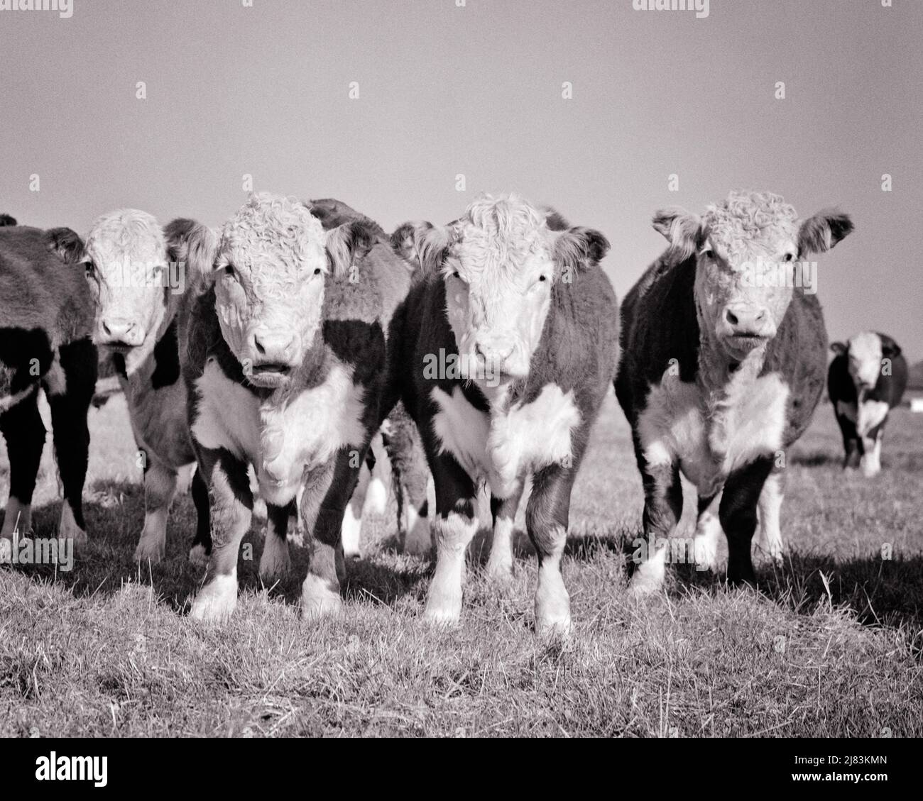 1960S 4 HORNLOSE HEREFORD-RINDER STEHEN IN EINER REIHE UND BETRACHTEN DIE KAMERA ZUERST AUS ENGLAND NACH KENTUCKY IMPORTIERT 1817 - C10167 HAR001 HARS HERDENSÄUGER STEUERN ZWEISAMKEIT SCHWARZ-WEISS DOMESTIZIERTEN HAR001 TIERE ALTMODISCH Stockfoto