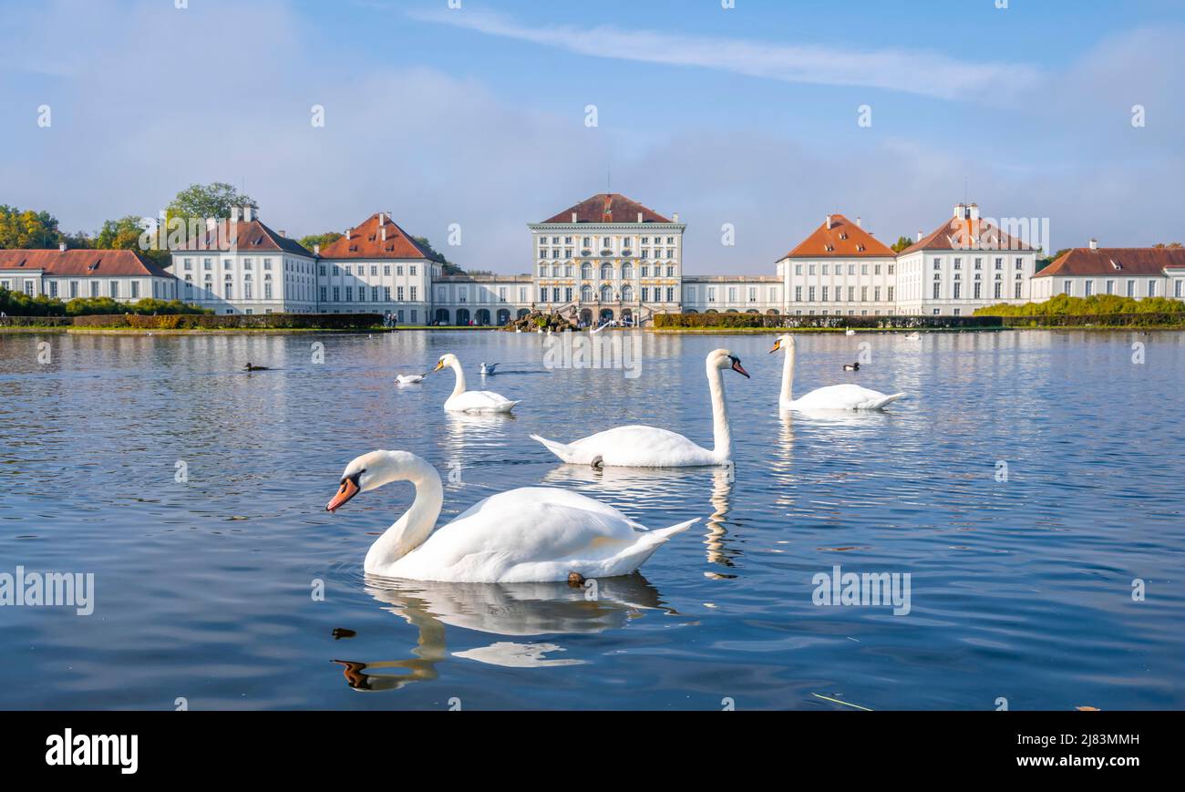 Schwäne schwimmen vor Schloss Nymphenburg, Schlossgarten, München, Bayern, Deutschland Stockfoto