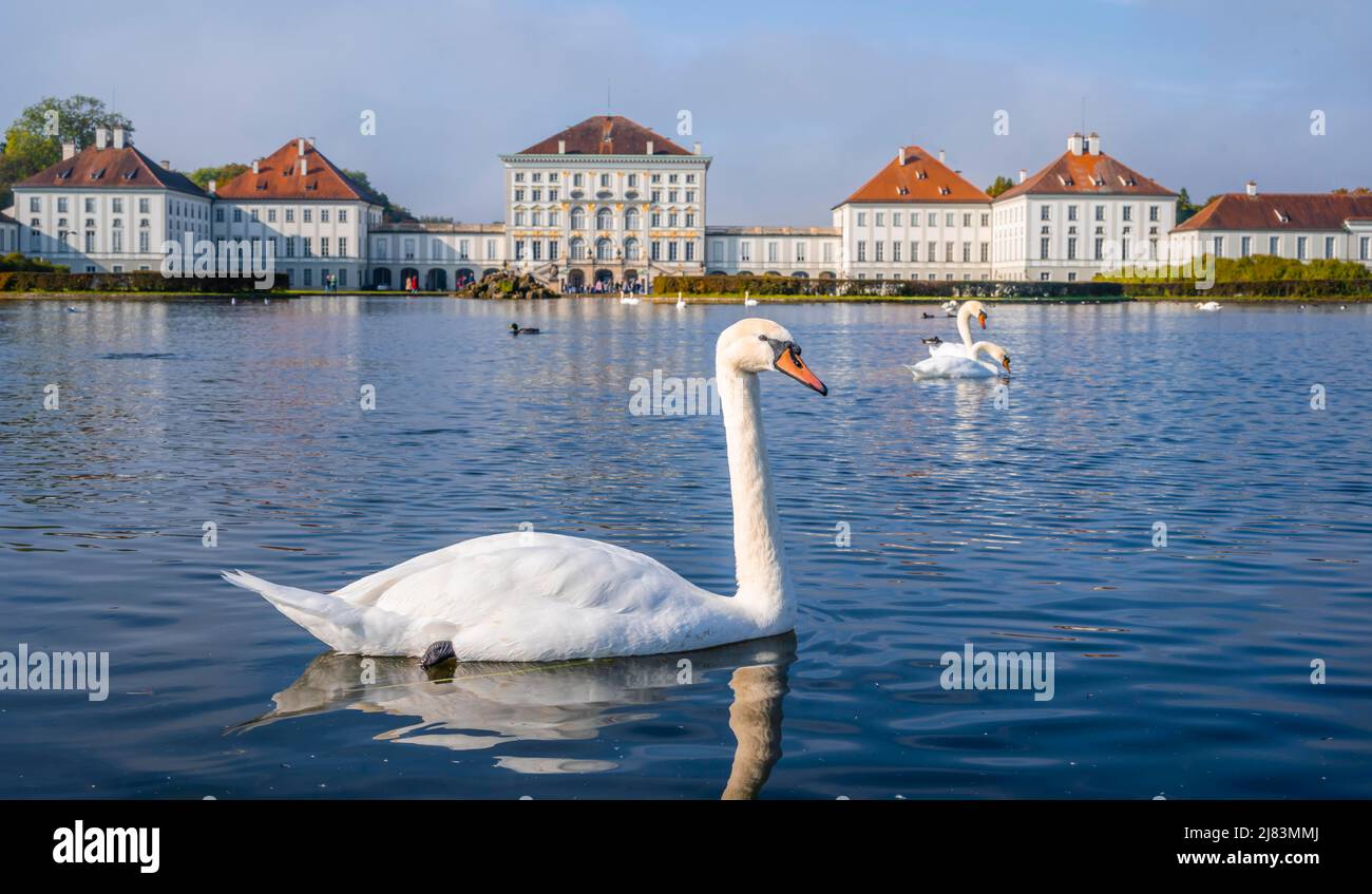 Schwäne schwimmen vor Schloss Nymphenburg, Schlossgarten, München, Bayern, Deutschland Stockfoto