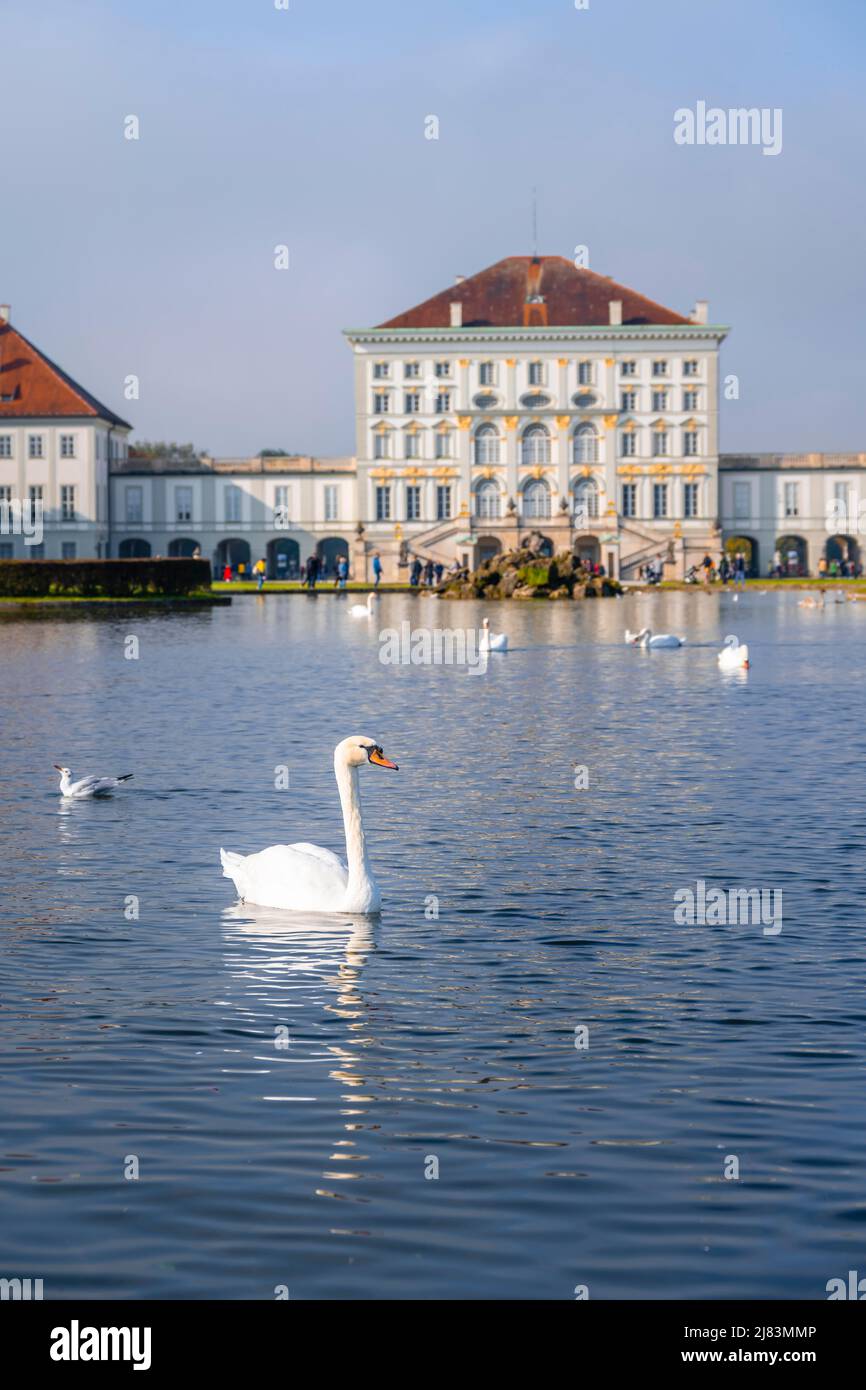 Schwäne schwimmen vor Schloss Nymphenburg, Schlossgarten, München, Bayern, Deutschland Stockfoto