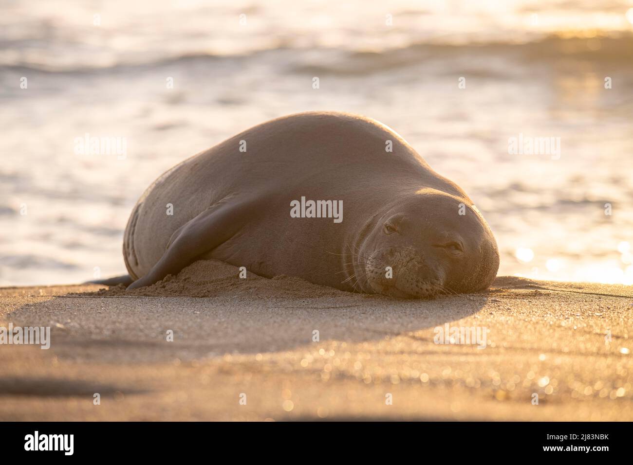 Hawaii-Mönchsrobbe (Neomonachus schauinslandi) im Abendlicht, Strand des Polihale State Park, Kauai, Hawaii, USA Stockfoto