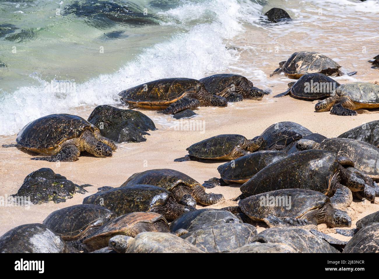 Gruene Meeresschildkroeten (Chelonia mydas), am Strand, Hookipa Beach Park, Maui, Hawaii, USA Stockfoto