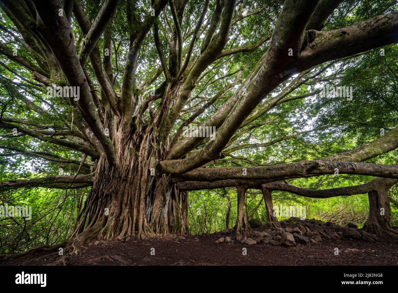 Bengalischer Feigenbaum, Banyan-Tree (Ficus benghalensis) Haleakala Nationalpark, Maui, Hawaii, USA Stockfoto