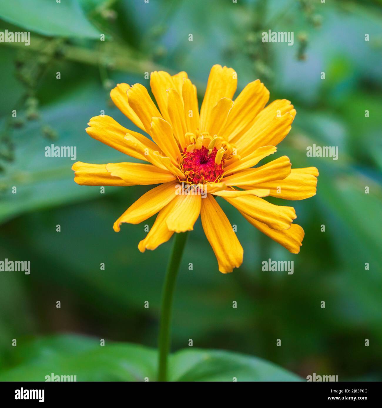 Sonnige gelbe Zinnia elegans. Zinnien sind einfach anzubauende Pflanzen für den Beginn der Gartenarbeit. Fröhliche Blume im Sommergarten. Stockfoto