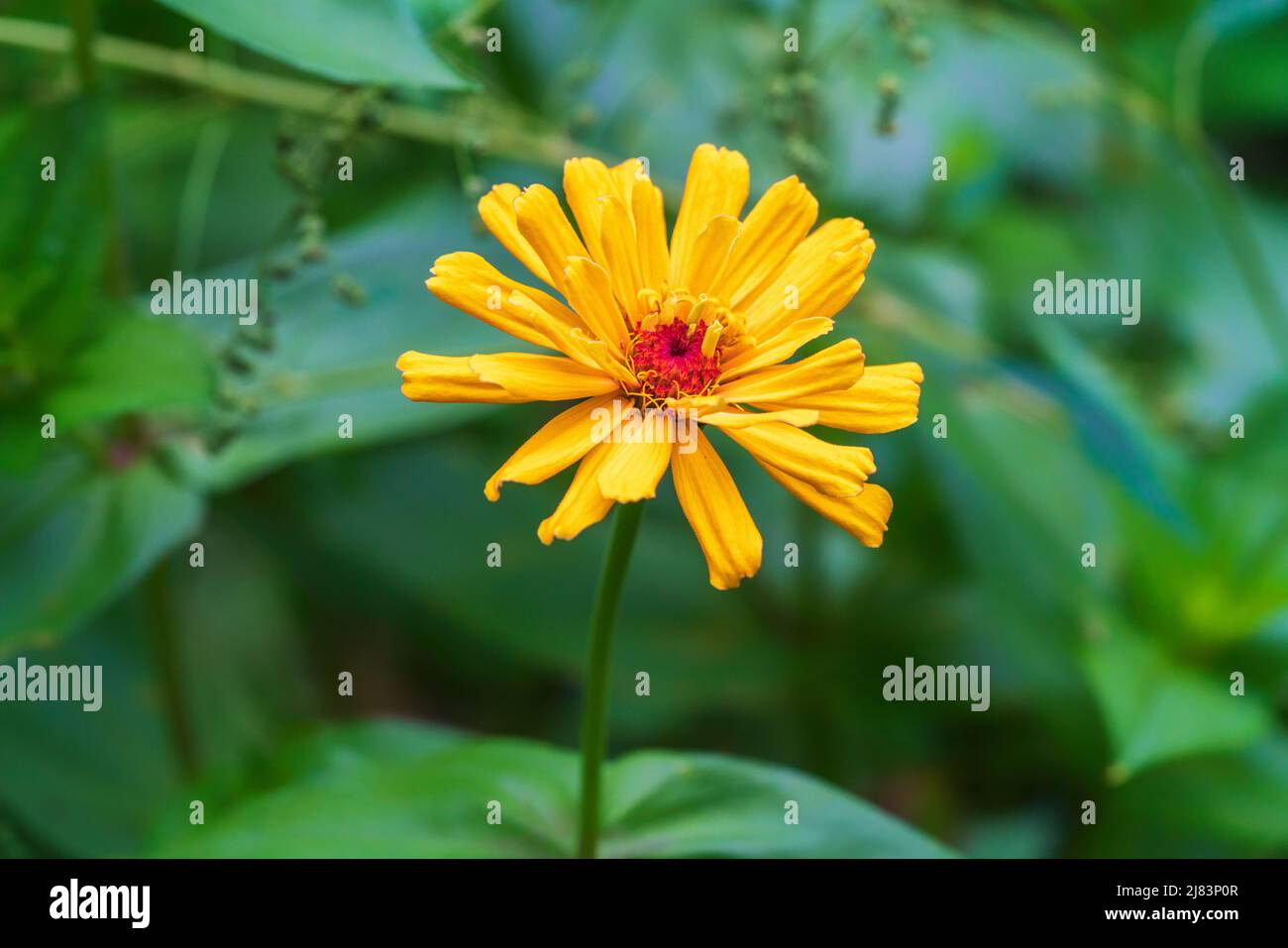 Sonnige gelbe Zinnia elegans. Zinnien sind einfach anzubauende Pflanzen für den Beginn der Gartenarbeit. Fröhliche Blume im Sommergarten. Stockfoto