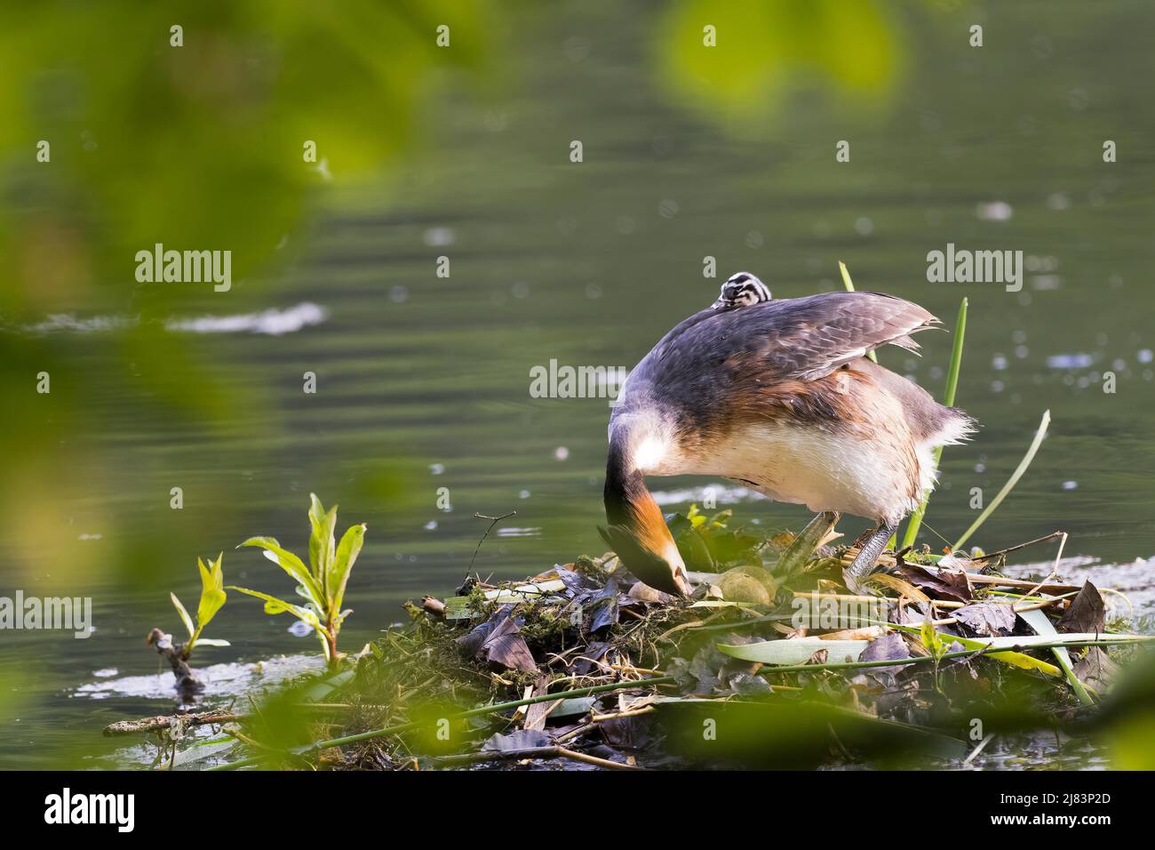 Haubentaucher (Podiceps cristatus) auf Nest mit Jungvögeln im Gefieder, drehende Eier, Hessen, Deutschland Stockfoto