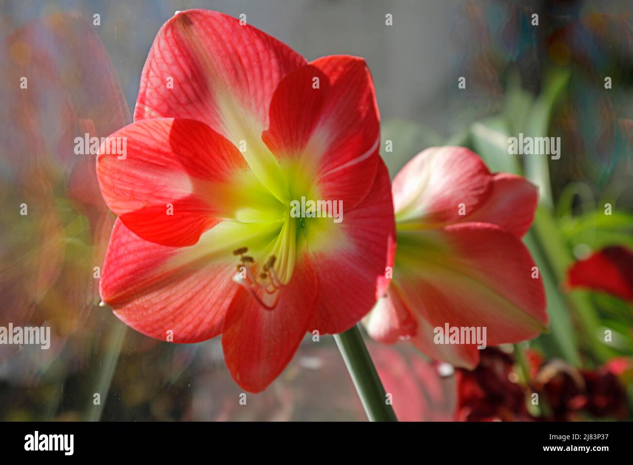 Amaryllis, Familie: Amaryllis (Amaryllidaceae), Gattung: Amaryllis Stockfoto