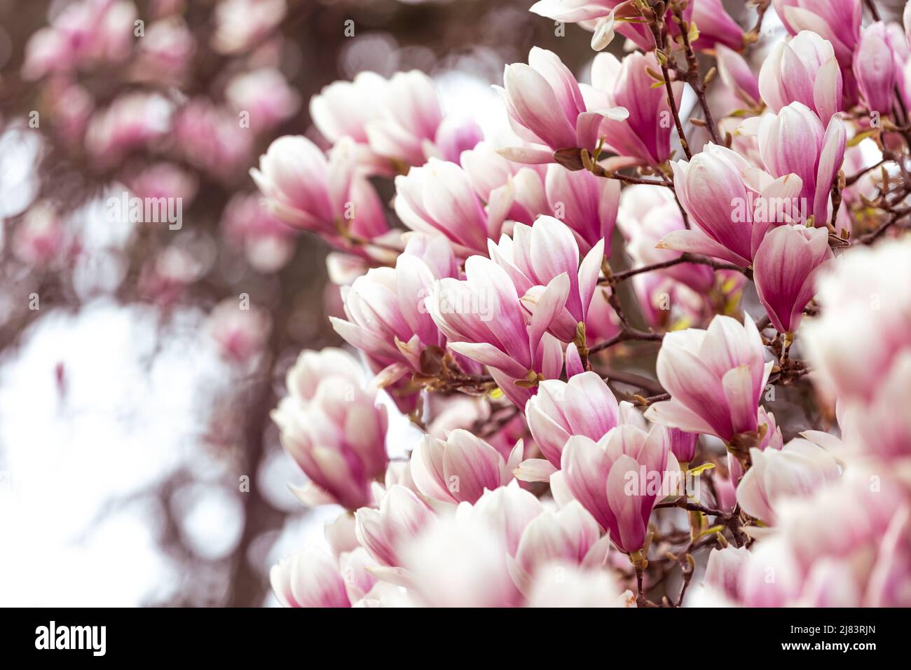 Frühling floralen Hintergrund, schöne blühte Licht, rosa Magnolien Blumen in einem weichen Licht, selektive Fokus, Naturkonzept Stockfoto