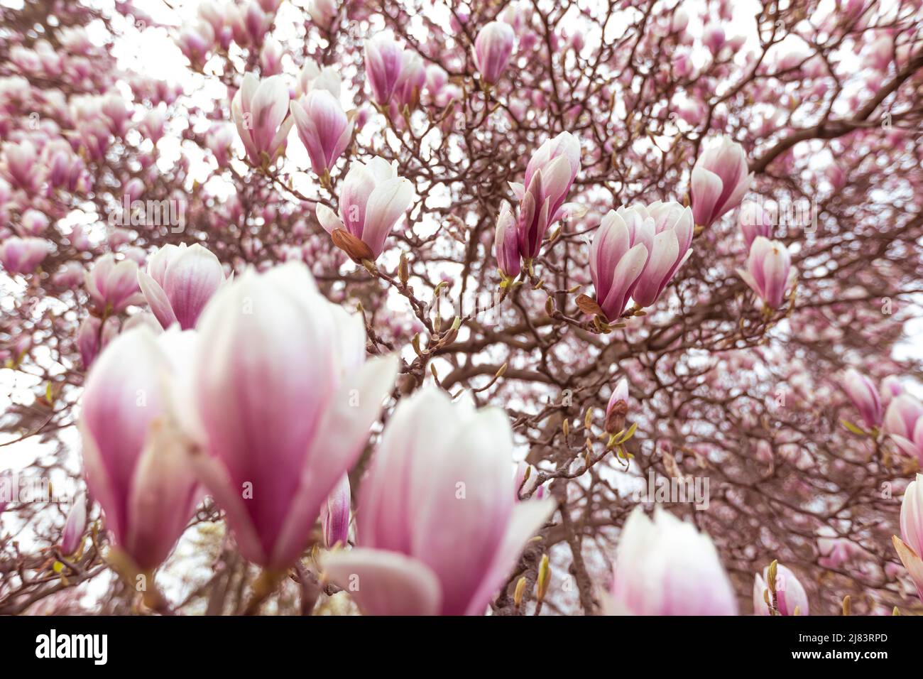 Frühling floralen Hintergrund, schöne blühte Licht, rosa Magnolien Blumen in einem weichen Licht, selektive Fokus, Naturkonzept Stockfoto