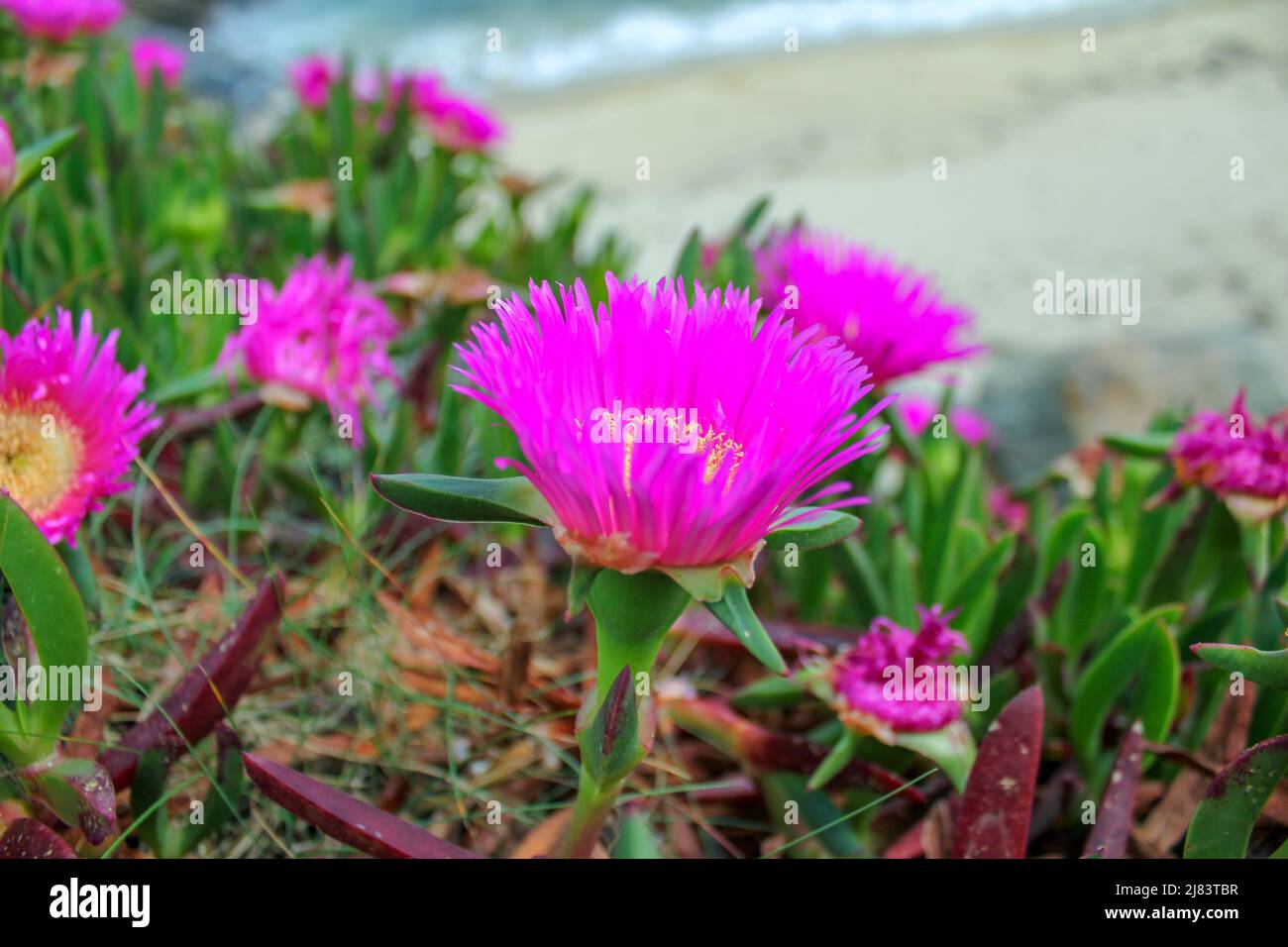 Rosafarbene Wildblumen fand ich in der Nähe der Küste Stockfoto