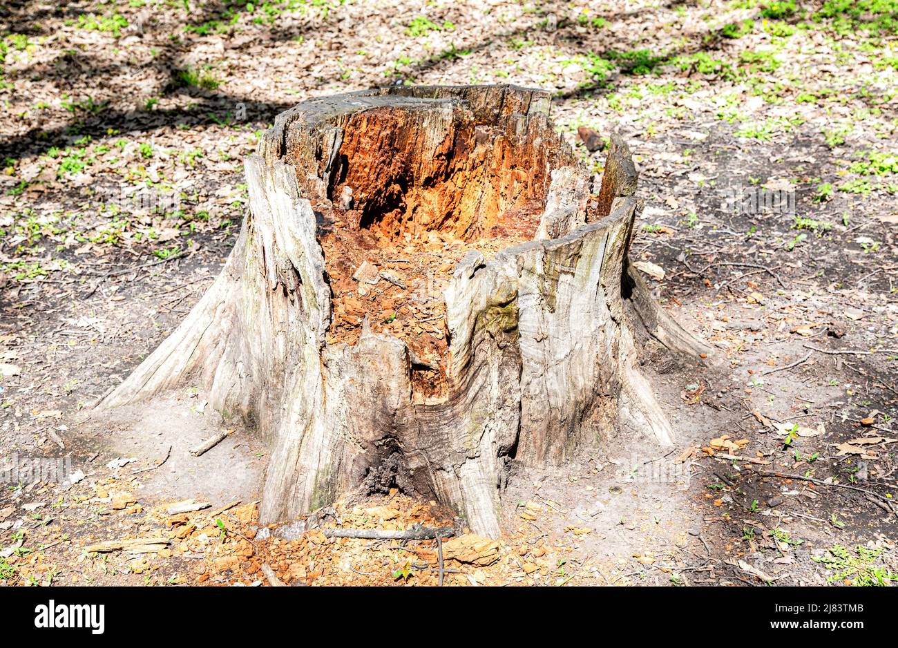 Im Sommer ein alter großer Stumpf im Stadtpark Stockfoto