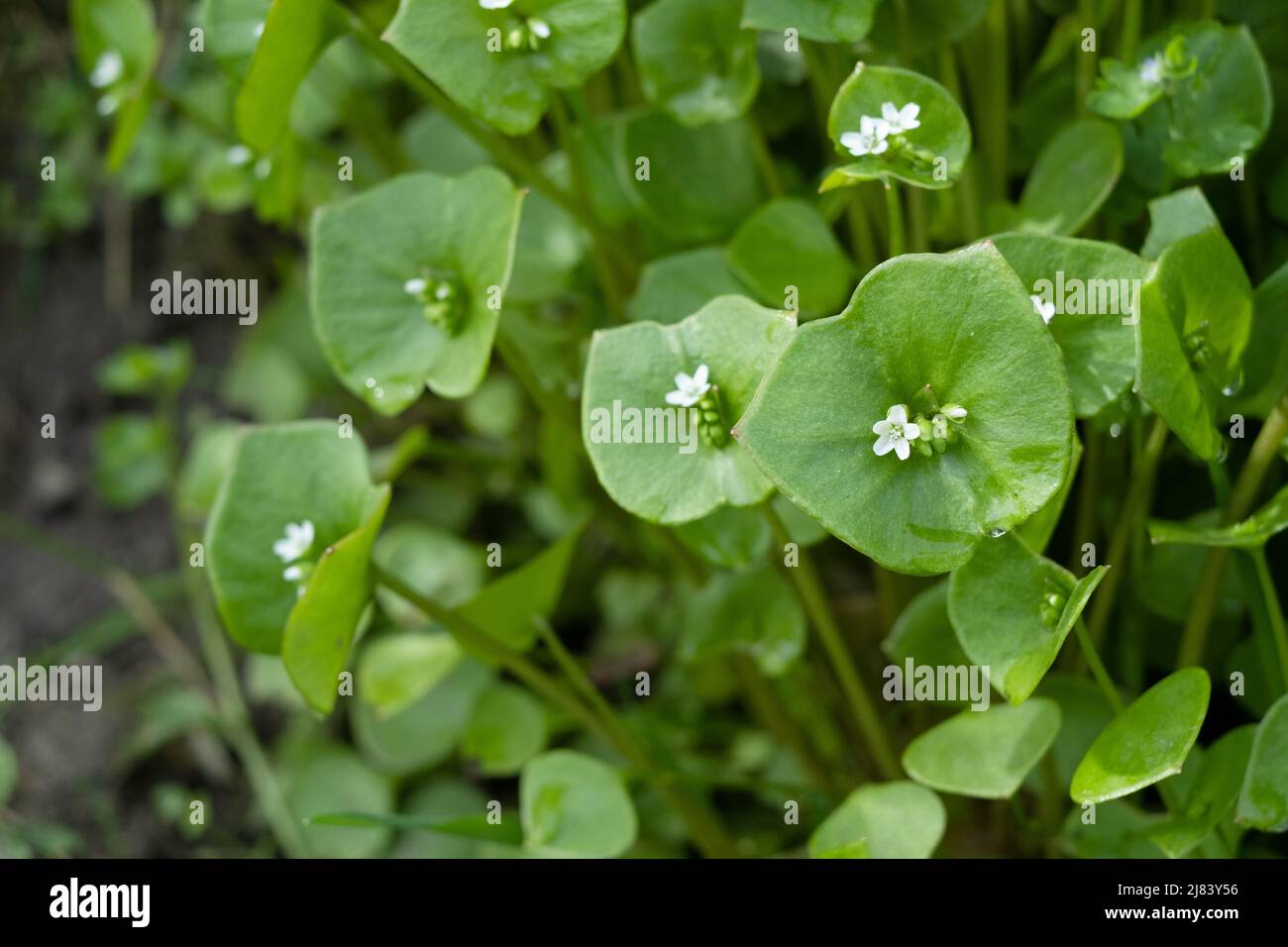 Claytonia perfoliata, Bergsalat, eine essbare Pflanze, die am Straßenrand an der Grenze zwischen Essex und Suffolk, Großbritannien, wächst. Stockfoto