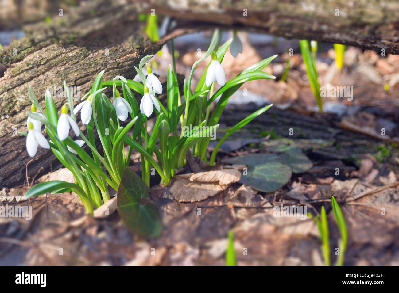 Zarte Bluebells Blüten von Galanthus nivalis unter den Blättern im Wald an einem sonnigen Tag. Frühes Frühjahr in Cholodny Yar, Ukraine, Tscherkassy Region. Stockfoto