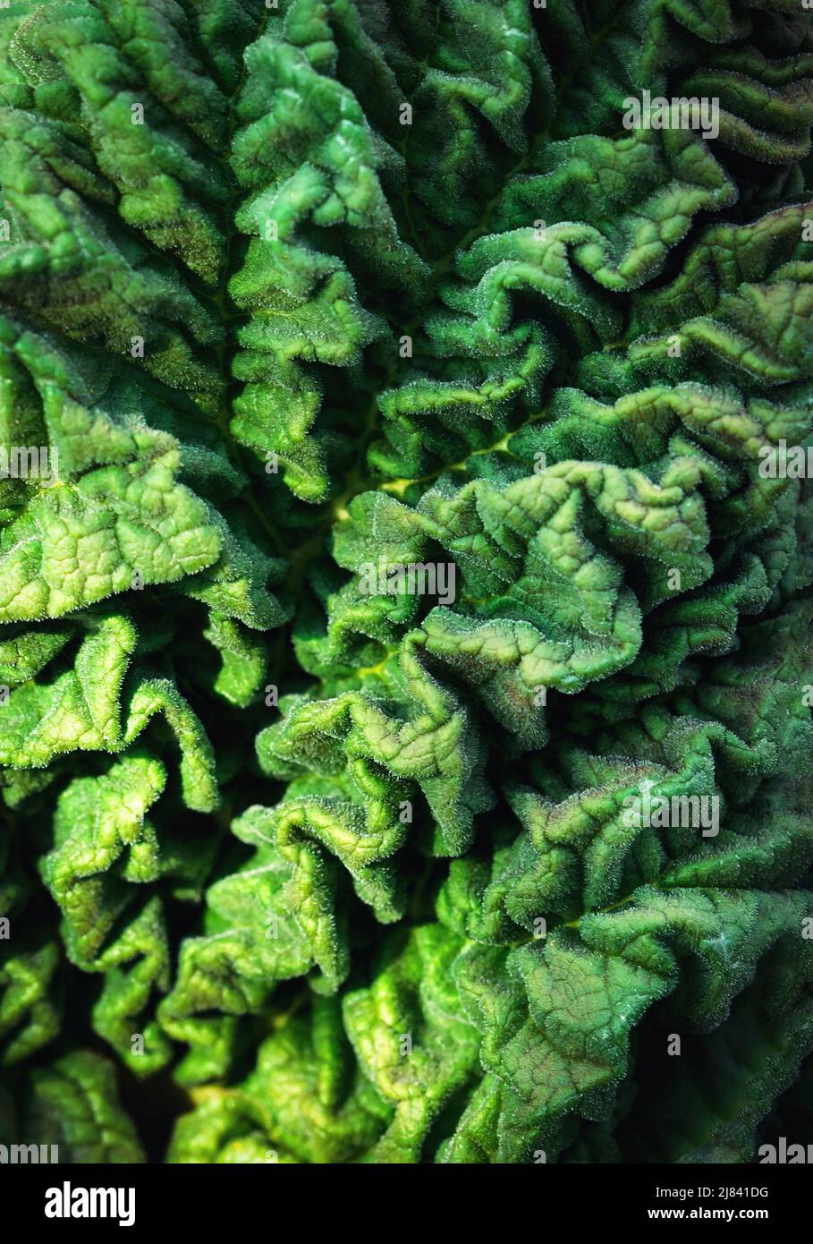 Natur Hintergrund zerknittert Oberfläche des grünen Rhabarber Blatt Stockfoto