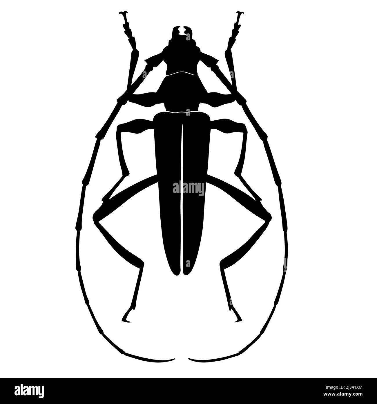 Schwarze Abbildung eines tropischen Käfers. Das Insekt ist ein Schädling von Wäldern und Gärten. Zeichnung für Tattoo Stockfoto