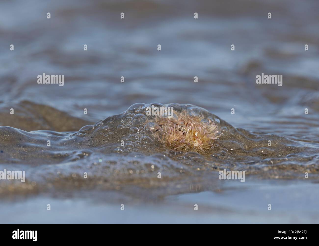 Psammechinus miliaris Stockfoto