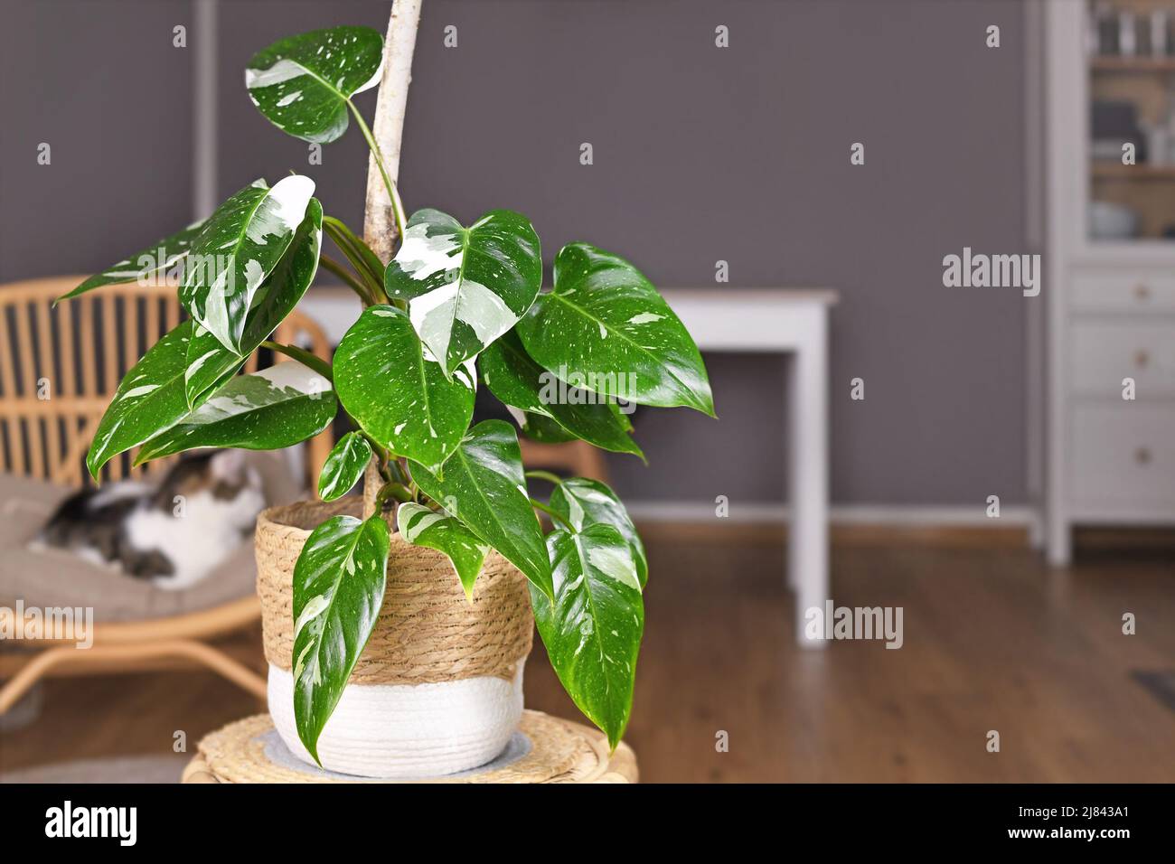 Tropische Zimmerpflanze 'Philodendron White Princess' mit weißer Farbvariante und Flecken im Korbtopf auf dem Tisch Stockfoto