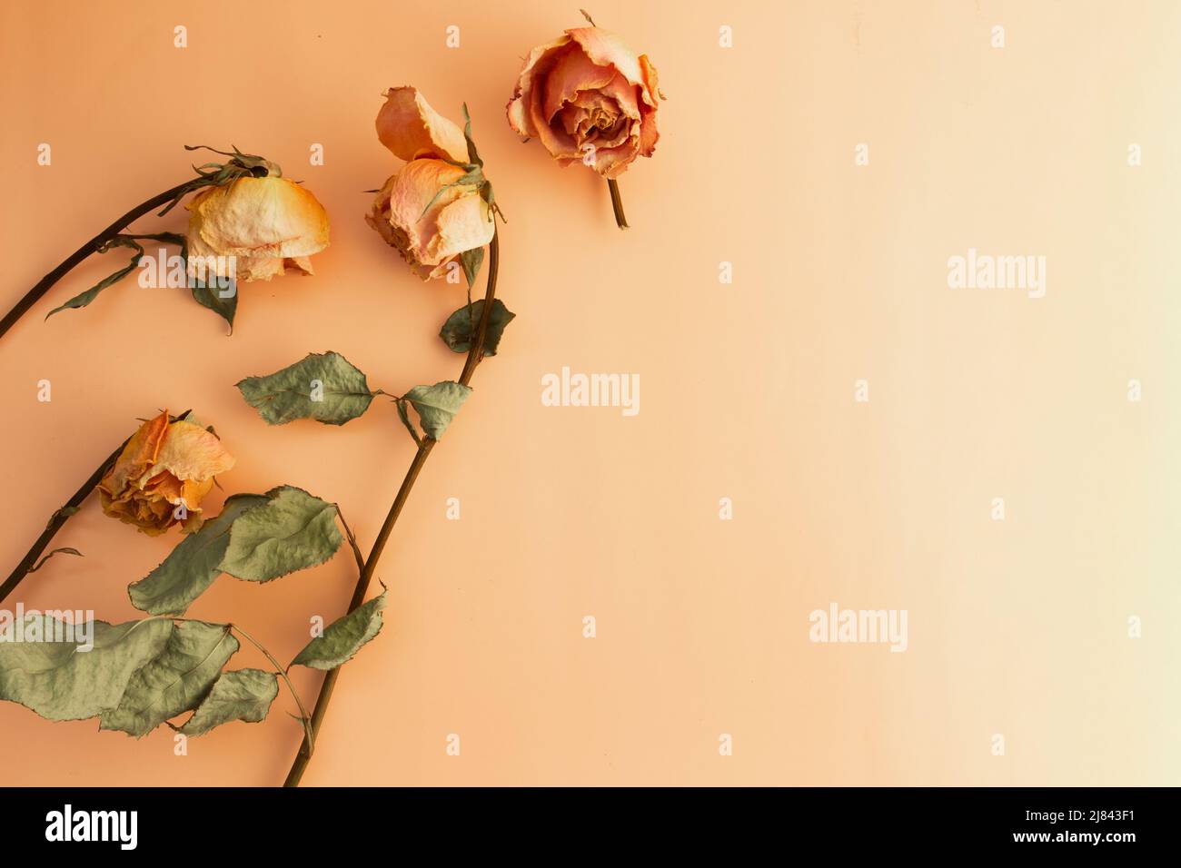 Draufsicht auf getrocknete Rosen auf hellem Hintergrund mit Kopierraum Stockfoto