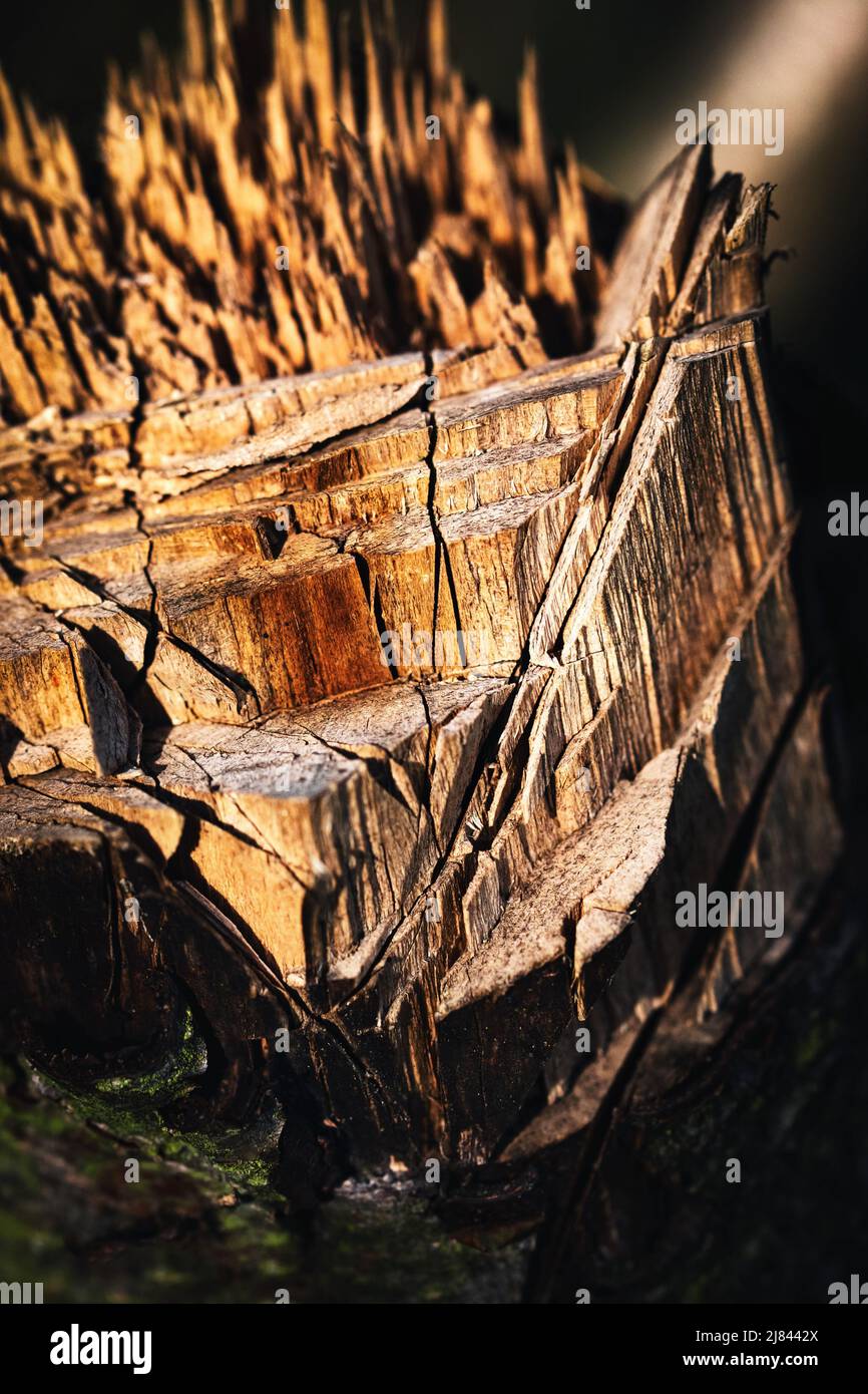 Natur Hintergrund oder Textur abstrakte Detail gefällten Stamm Stockfoto