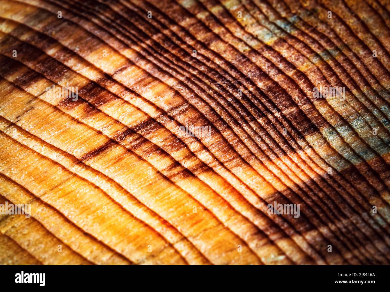 Abstrakter Hintergrund oder Textur mit Baumringen Detail auf altem Holz geschnitten Stockfoto