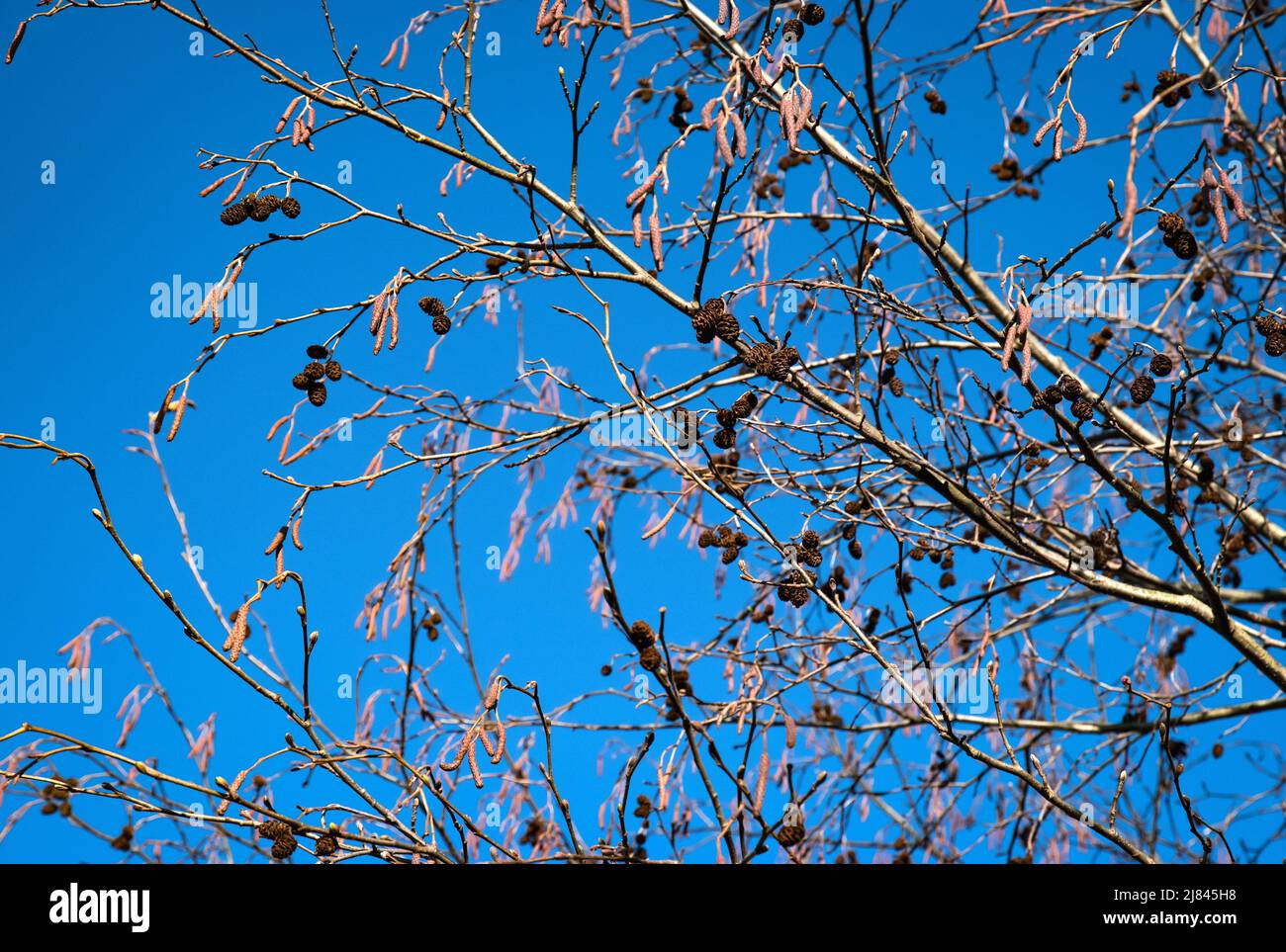 Natur saisonalen Hintergrund Erle Zweige auf blauen Himmel Stockfoto