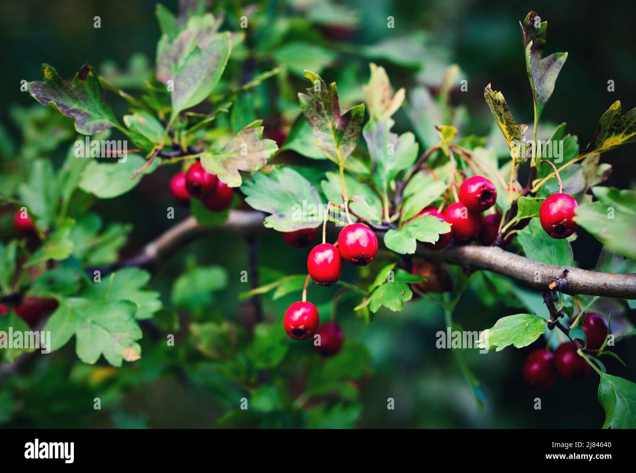 Natur saisonaler Hintergrund Herbstrote Frucht von Weißdorn Stockfoto