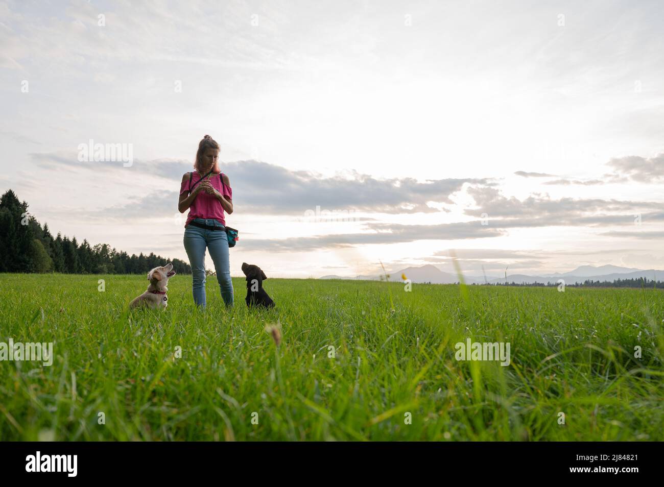 Junge Hundebesitzerin und Trainerin trainieren ihre beiden Hunde auf einer schönen grünen Wiese. Stockfoto