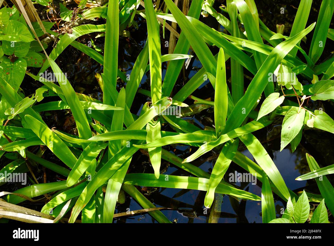 Natürliche Gräser am Wasserrand, entlang des Lake Shelby im Gulf State Park, entlang der Küstengemeinde von Gulf Shores, Alabama, USA Stockfoto
