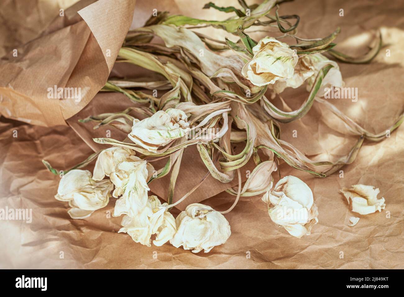 Verwelkter Strauß weißer Tulpen auf dem Hintergrund von Bastelpapier. Vintage-Stil, Nostalgie-Konzept Stockfoto