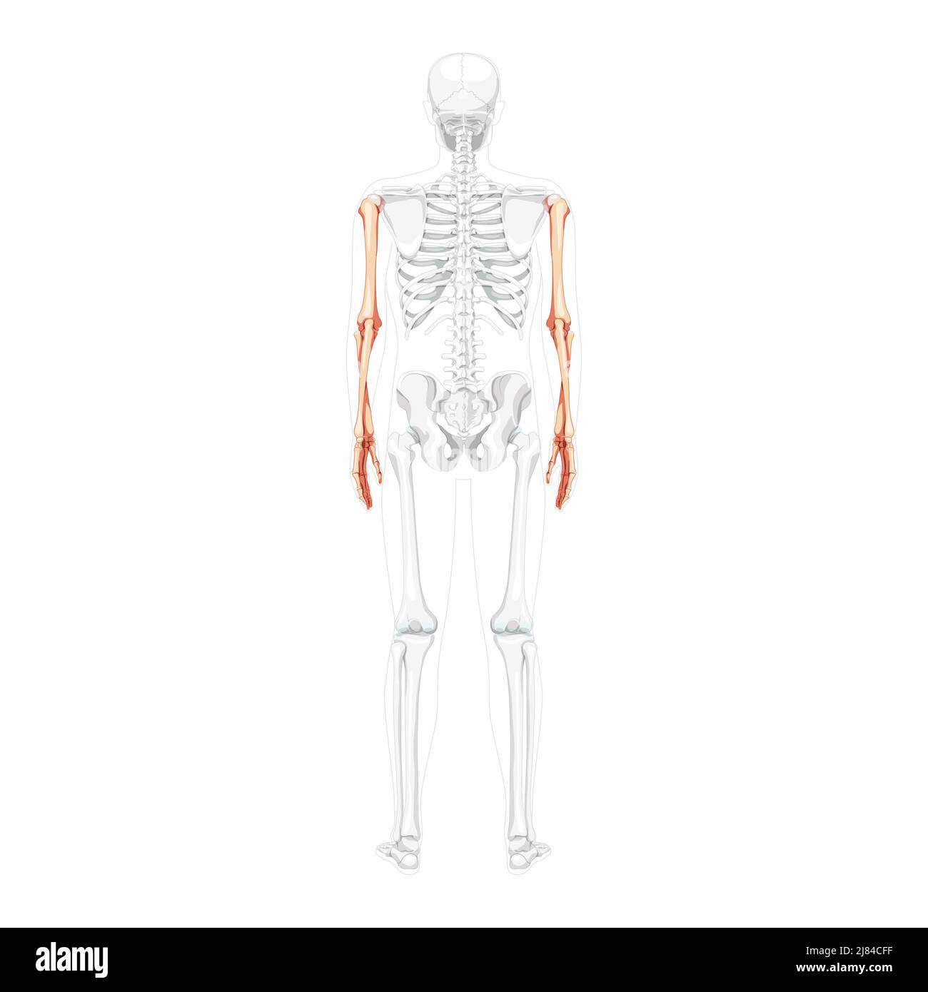 Skelettarme menschliche Rückenansicht mit teilweise transparenter Knochenposition. Anatomisch korrekte Hände, Unterarme realistisch flach 3D natürliche Farbkonzept Vektor-Darstellung der isoliert auf weißem Hintergrund Stock Vektor