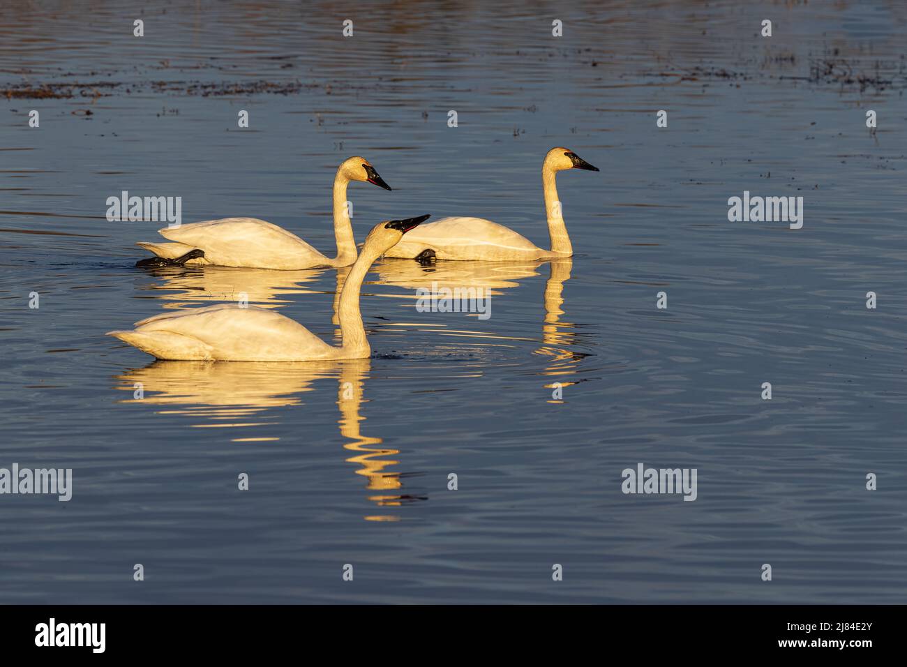 Trompeter Swan Trio im Golden Hour Light Stockfoto