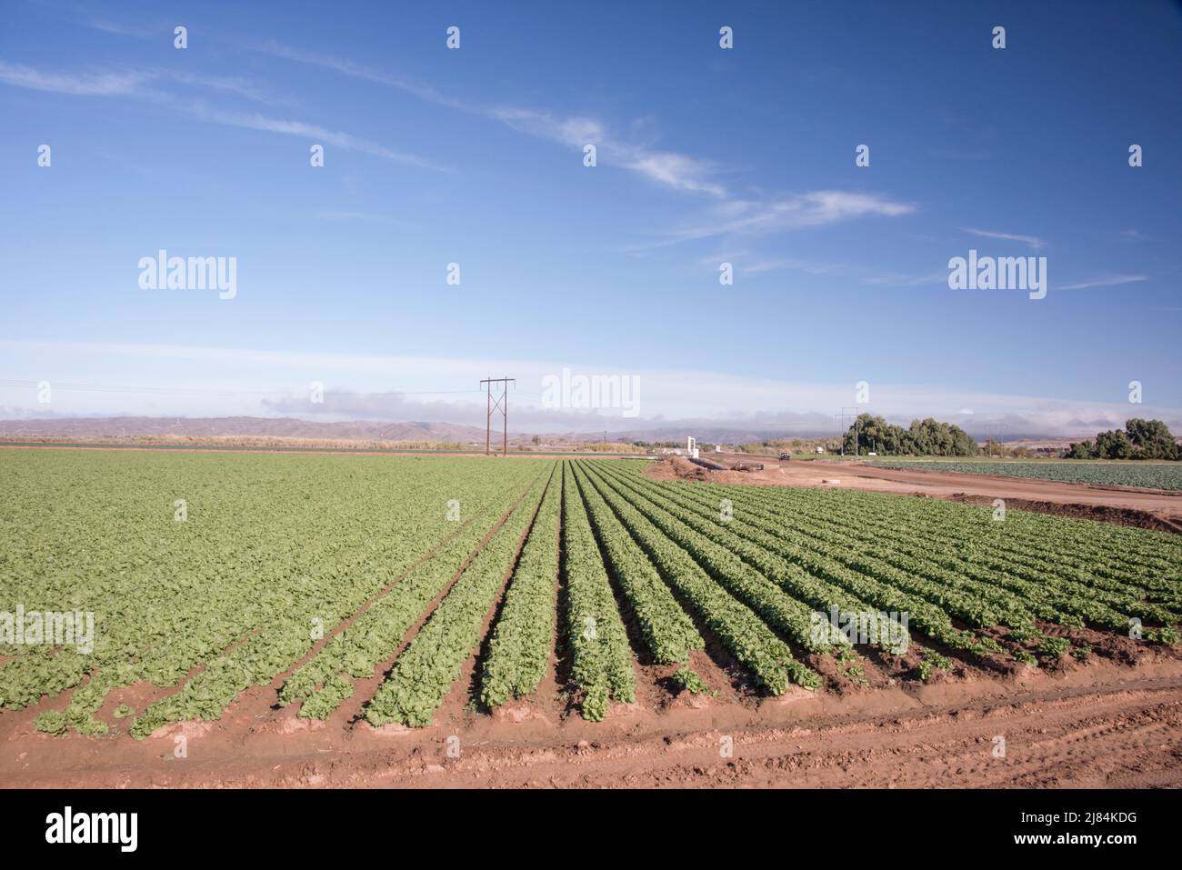 Gemüsepflanzen werden in geraden Reihen angebaut, sodass sie mit Hochwasser bewässert werden können. Im Westen. Yuma, Arizona Stockfoto