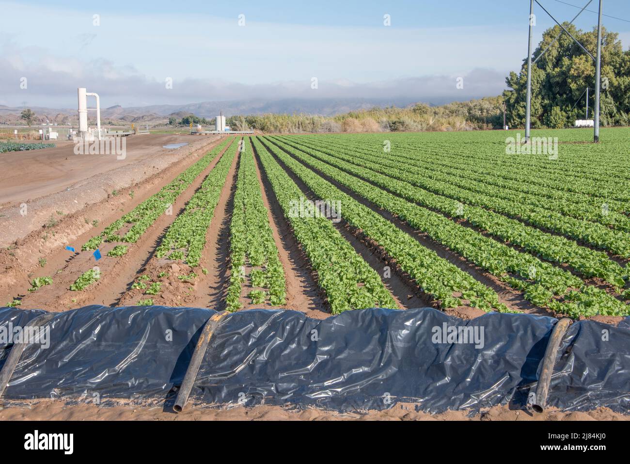 Gemüsepflanzen werden in geraden Reihen angebaut, sodass sie mit Hochwasser bewässert werden können. Im Westen. Yuma, Arizona Stockfoto
