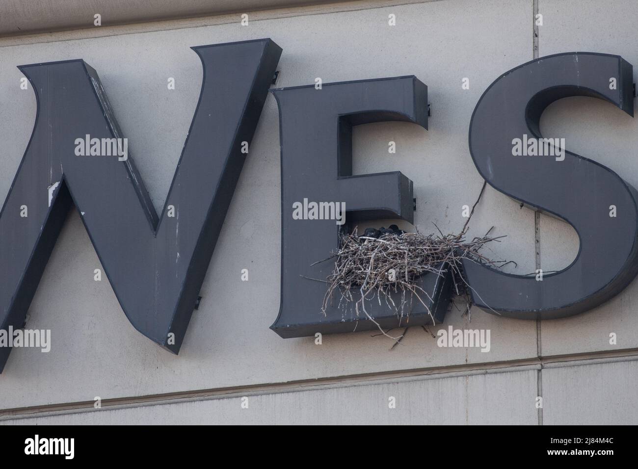 Ein städtischer Rabe (Corvus corax) brütet an der Seite eines Hotelgebäudes in San Francisco, Kalifornien, USA. Stockfoto