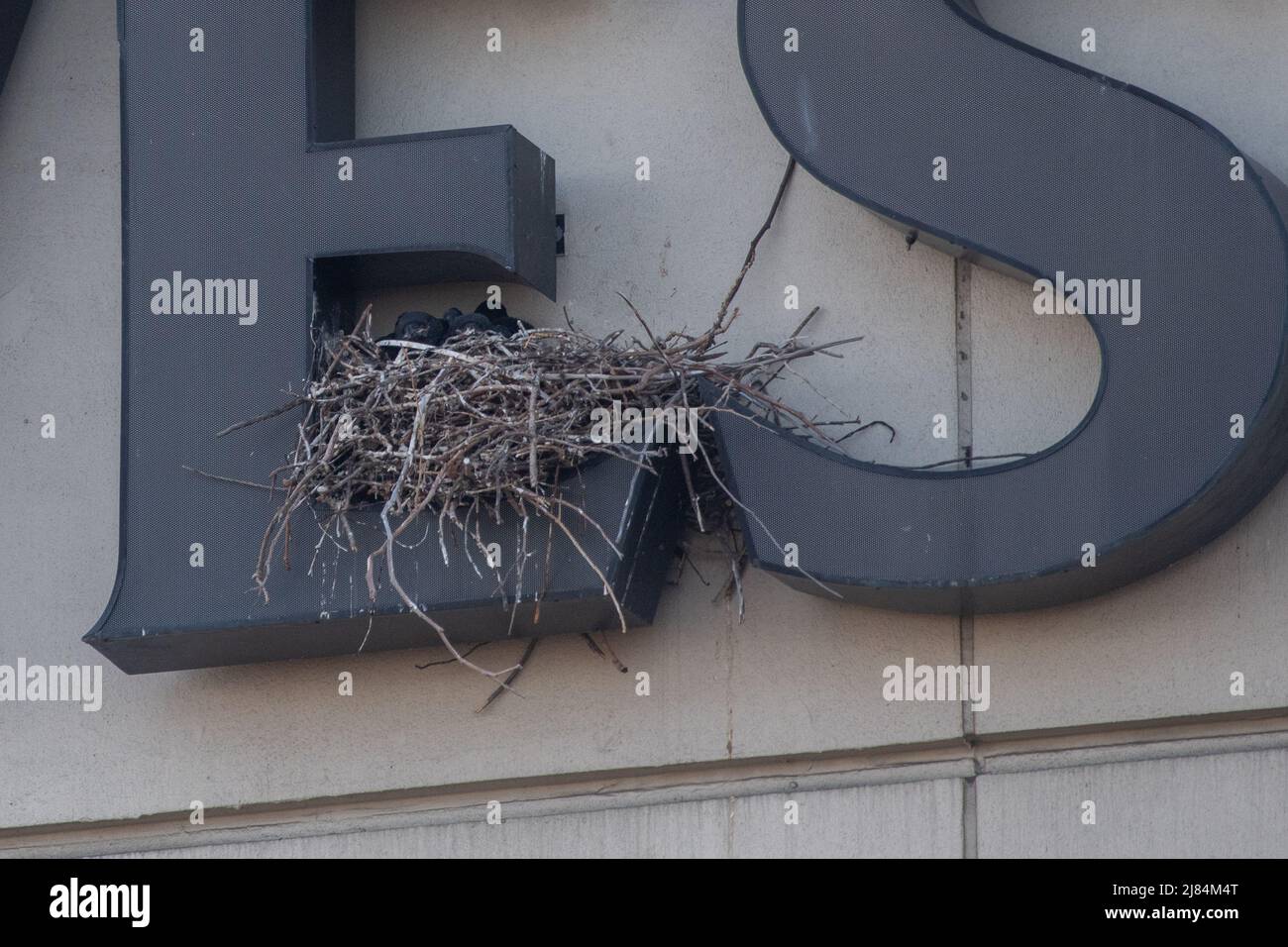 Ein städtischer Rabe (Corvus corax) brütet an der Seite eines Hotelgebäudes in San Francisco, Kalifornien, USA. Stockfoto