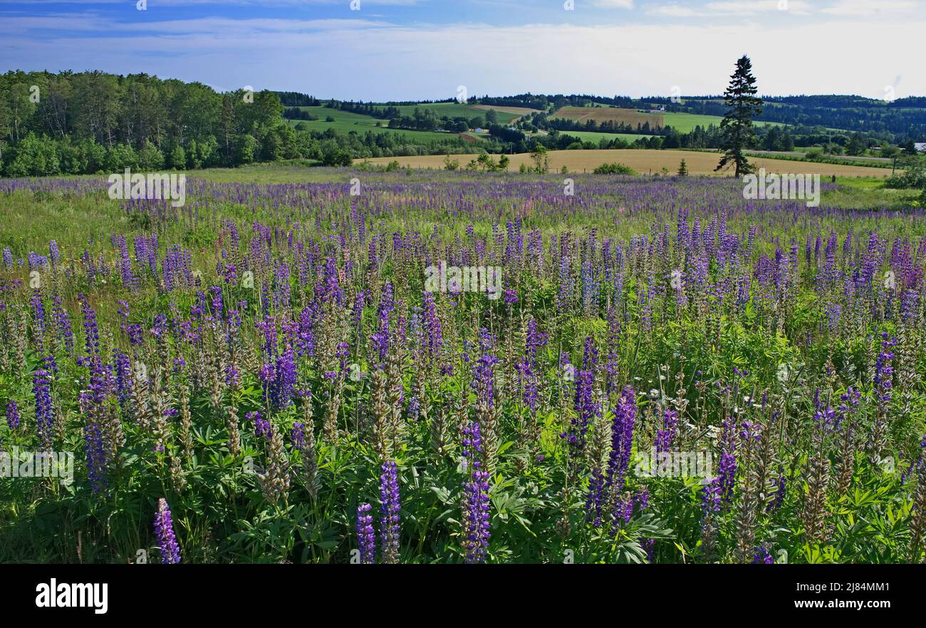 Ein Feld von Lupinen, das im frühen Frühjahr im Queens County auf Prince Edward Island wächst Stockfoto