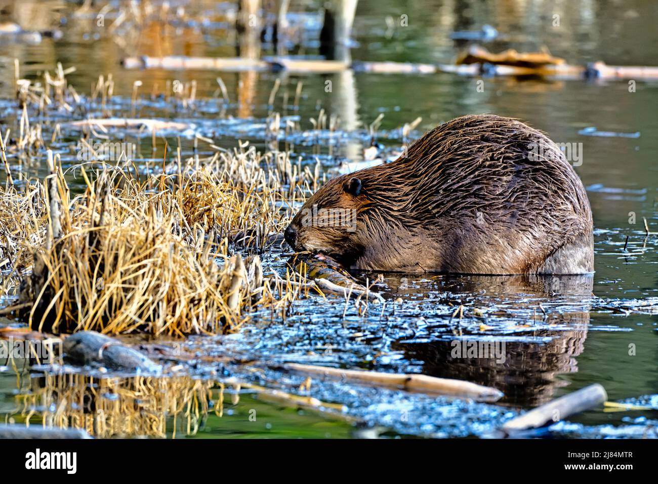 Ein ausgewachsener Biber (Castor canadensis), der sich in seinem Biberteich-Habitat im ländlichen Alberta, Kanada, von einer Baumrinde ernährt. Stockfoto